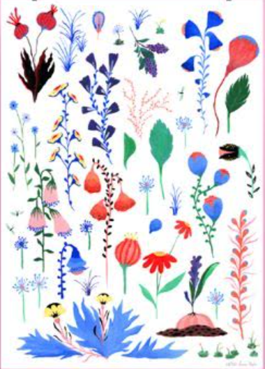 Affiche illustrée "Herbier de fleurs” - Lucie Röpke