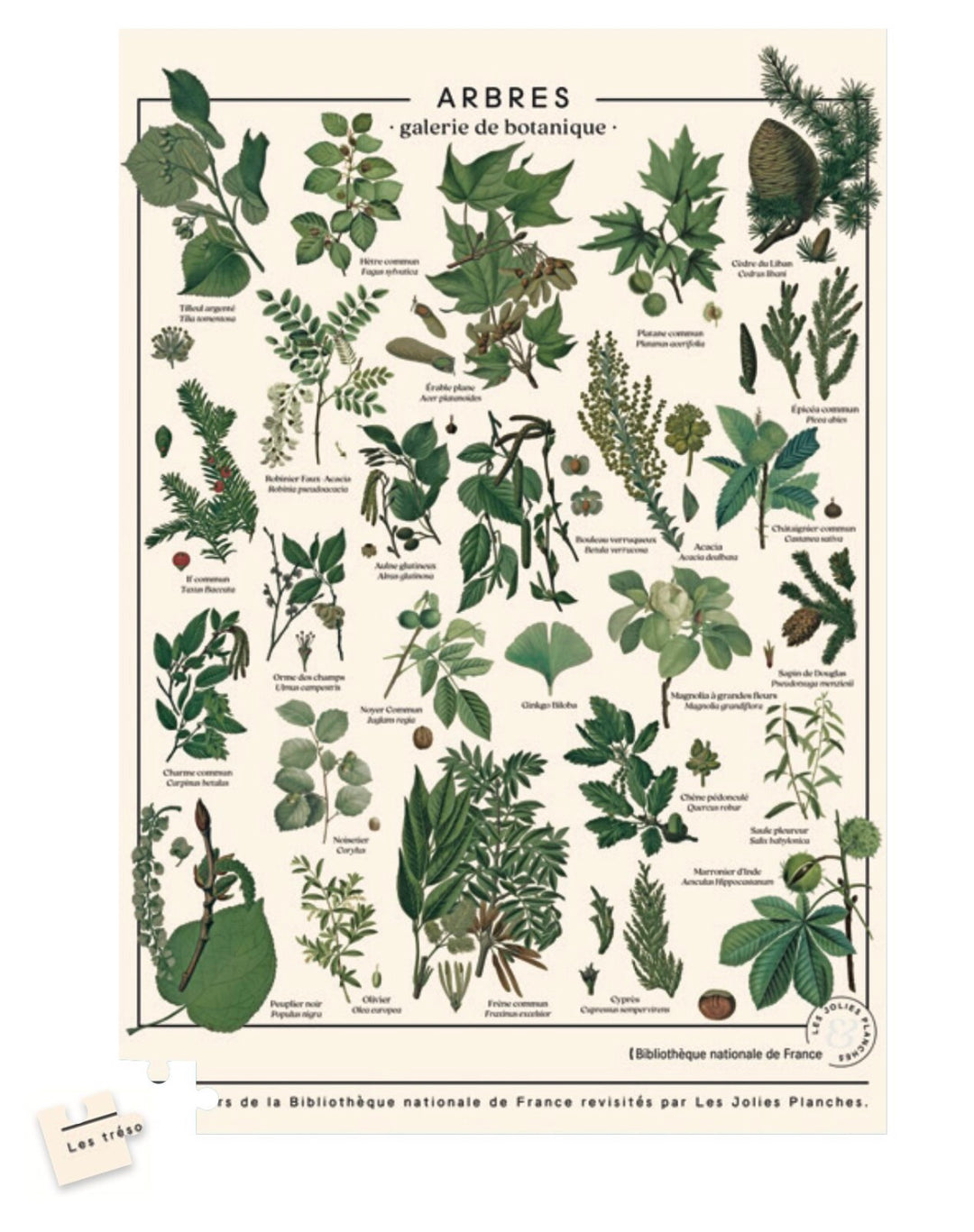 Puzzle botanique arbres